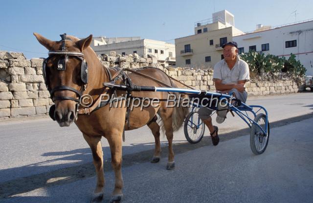 malte 20.JPG - Cheval maltais et sulky La ValetteMalte